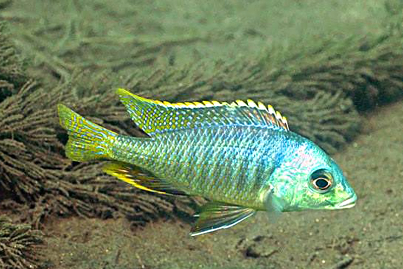 Милохромис круглозубый (Mylochromis sphaerodon) содержание и размножение в условиях домашнего аквариума