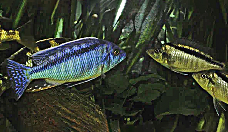 Милохромис меланонотус (Mylochromis melanonotus) содержание и размножение в условиях домашнего аквариума