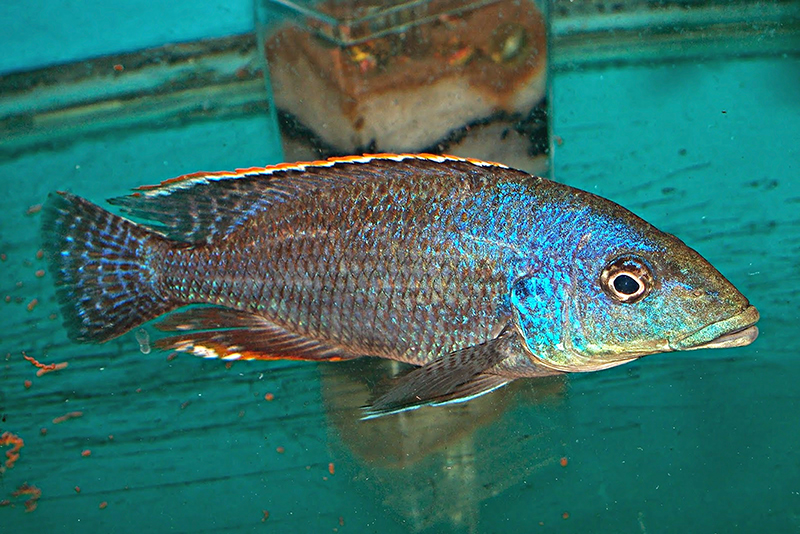 Нимбохромис лини (Nimbochromis linni) содержание и размножение в условиях домашнего аквариума