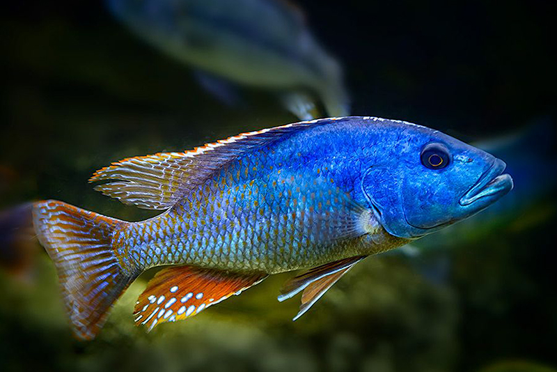 Нимбохромис фускотениатус (Nimbochromis fuscotaeniatus) содержание и размножение в условиях домашнего аквариума