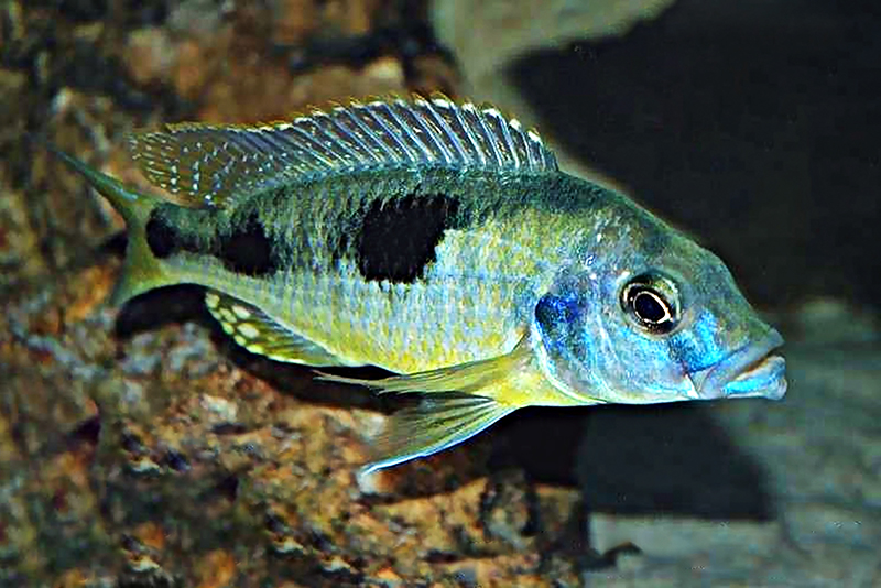 Нэвохромис пятнистый (Naevochromis chrysogaster) содержание и размножение в условиях домашнего аквариума