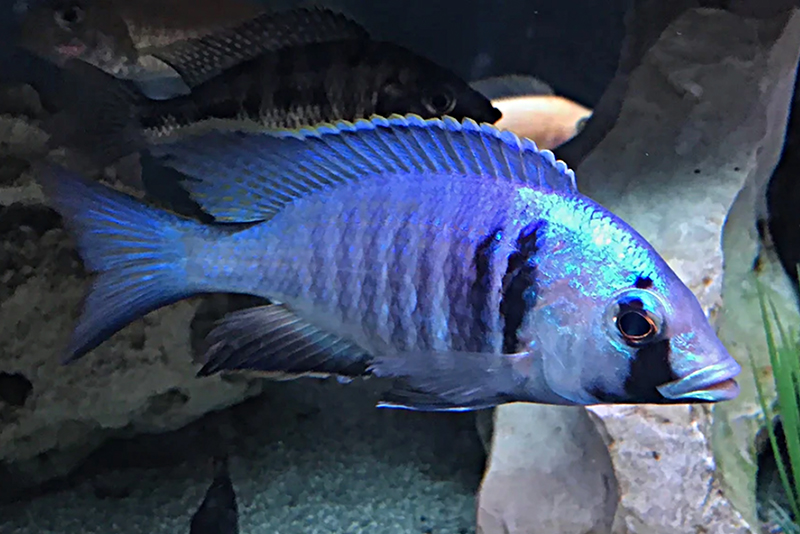 Плацидохромис электра (Placidochromis electra) содержание и размножение в условиях домашнего аквариума