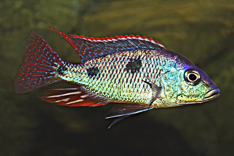 Отофаринкс тетрастигма (Otopharynx tetrastigma) содержание и размножение в условиях домашнего аквариума