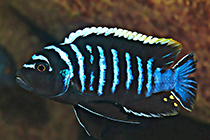 Представители рода Microchromis, чаще других содержащиеся в домашних аквариумах