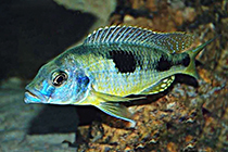 Представители рода Naevochromis, обычно содержащиеся в домашних аквариумах