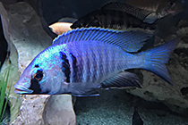 Представители рода Placidochromis, чаще других содержащиеся в домашних аквариумах