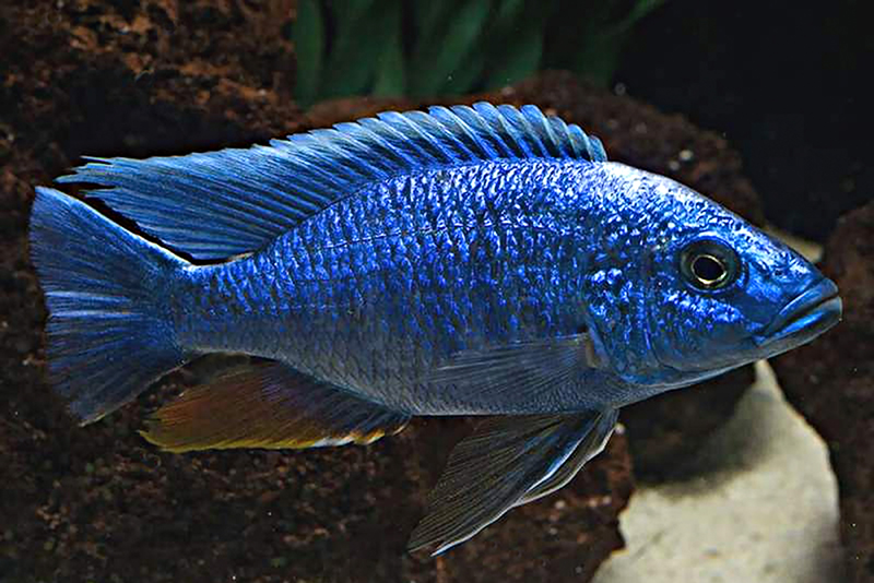 Васильковый хаплохромис (Sciaenochromis fryeri) содержание и размножение в домашнем аквариуме