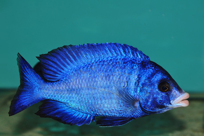 Плацидохромис фенохилус (Placidochromis phenochilus) содержание и размножение в условиях домашнего аквариума