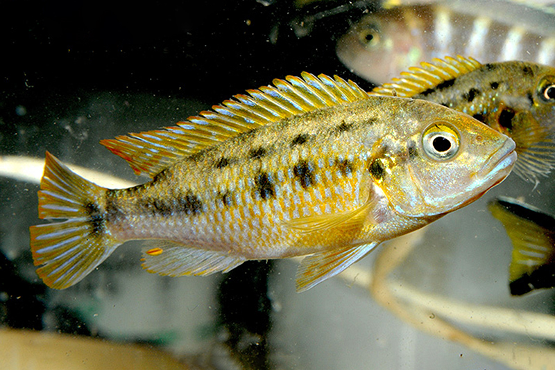 Псевдотрофеус вильямса (Pseudotropheus williamsi) содержание и размножение в условиях домашнего аквариума