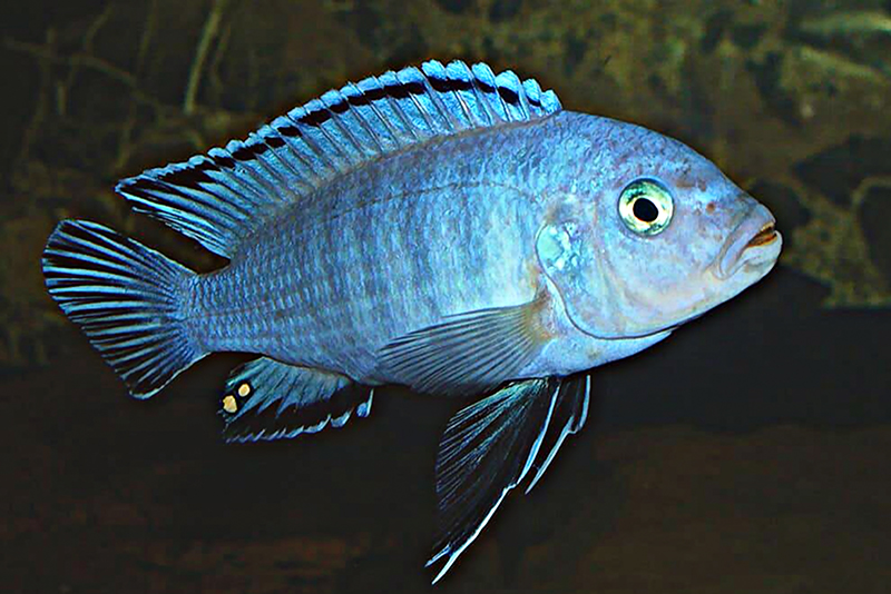 Псевдотрофеус соколофа (Pseudotropheus socolofi) содержание и размножение в условиях домашнего аквариума