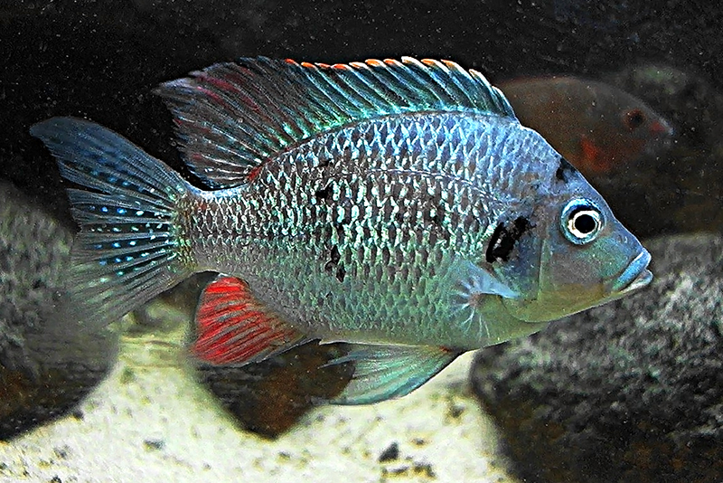 Птихохромис губастый (Ptychochromis oligacanthus) содержание и размножение в условиях домашнегоо аквариума