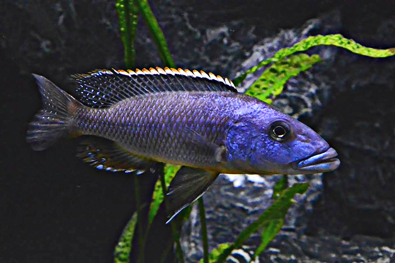 Тираннохроимс большеротый (Tyrannochromis macrostoma) содержание и размножение в условиях домашнего акварриума