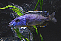 Представители рода Tyrannochromis, чаще других содержащиеся в домашних аквариумах