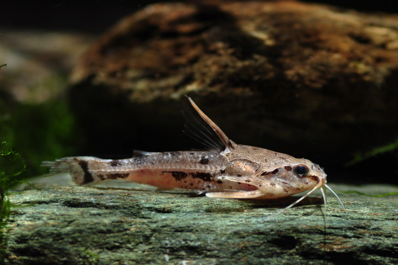 Мраморный говорящий сомик (Amblydoras nauticus) содержание и размножение в условиях домашнего аквариума