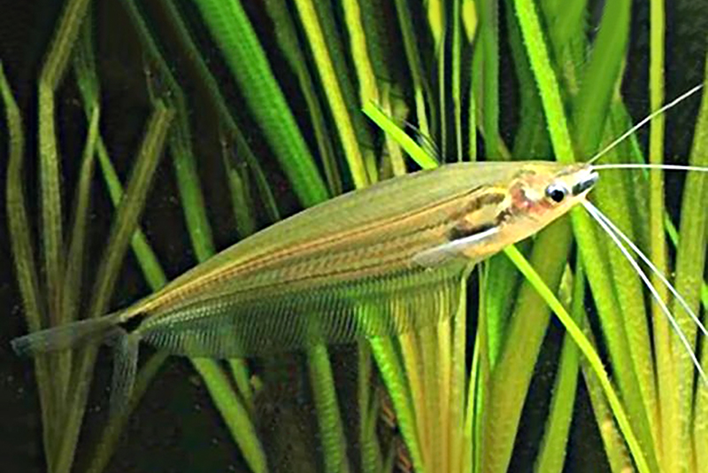 Омпок борнейский (Ompok eugeneiatus) содержание и размножение в условиях домашнего аквариума