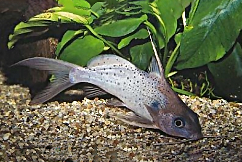 Серый синодонтис (Synodontis schall) содержание и разведение в условиях домашнего аквариума