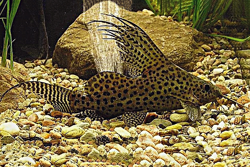 Синодонт вуалевый (Synodontis eupterus) содержание и размножение в условиях домашнего аквариума