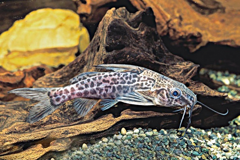 Синодонт гришофа (Synodontis greshoffi) содержание и размножение в условиях домашнего аквариума