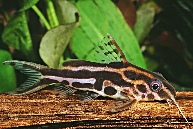 Синодонт ленточный (Synodontis flavitaeniatus) содержание и размножение в условиях домашнегоо аквариума