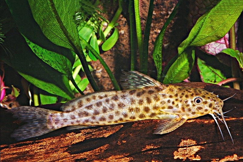 Синодонт леопардовый (Synodontis camelopardalis) содержание и размножение в условиях домашнего аквариума