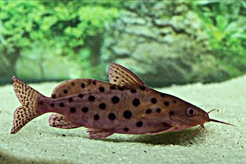 Синодонтис глазчатопятнистый (Synodontis ocellifer) содержание и размножение в условиях домашнего аквариума