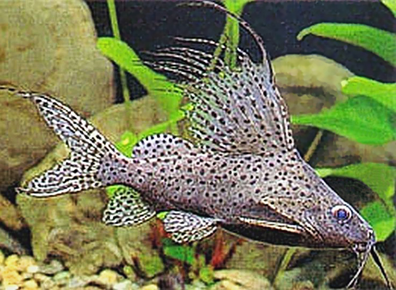 Синодонтис парусоспинный (Synodontis velifer) содержание и размножение в условиях домашнего аквариума