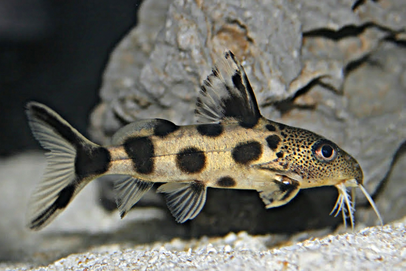 Флаговый синодонтис (Synodontis decorus) содержание и размножение в условиях домашнего аквариума