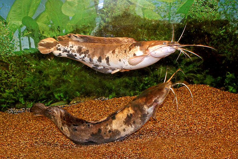 Клариас ангольский (Clarias angolensis) содержание и размножение в условиях домашнего аквариума