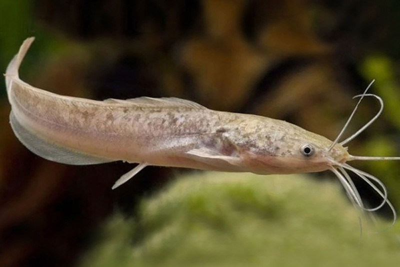 Клариас плоскоголовый (Clarias platycephalus) содержание и размножение в условиях домашнегоо аквариума