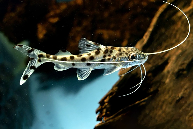 Пимелодус расписной (Pimelodus pictus) содержание и размножение в условиях домашнего аквариума