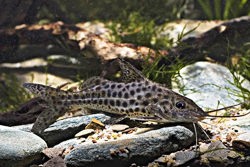 Пимелодус пятнистый (Pimelodus maculatus) содержание и размножение в условиях домашнего аквариума