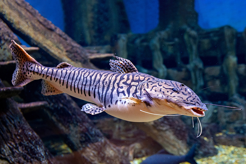 Псевдоплатистома тигровый (Pseudoplatystoma tigrinum) содержание и размножение в условиях домашнего аквариума