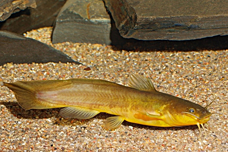 Нотурус кофейный (Noturus gyrinus) содержание и размножение в условиях домашнего аквариума