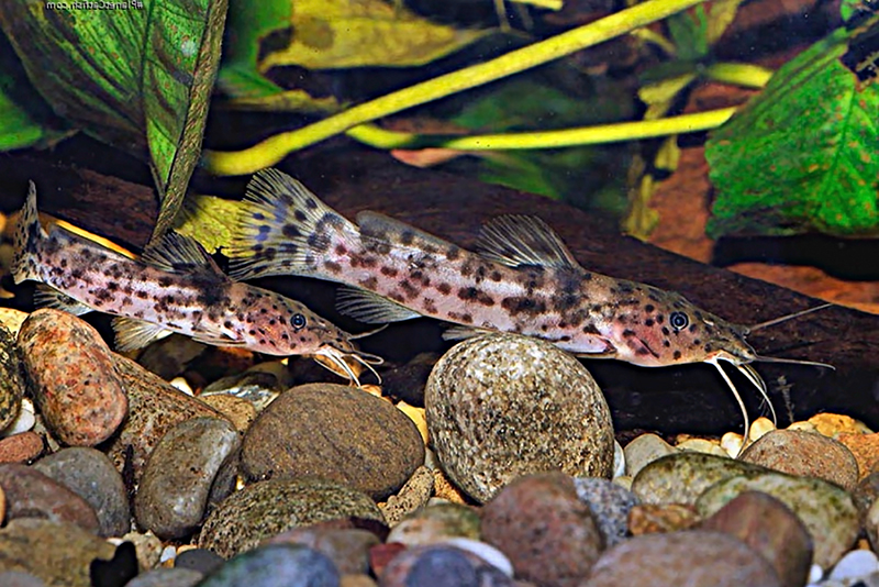 Плоскоголовый пятнистый сом (Anaspidoglanis macrostomus) содержание и размножение в условиях домашнего аквариума