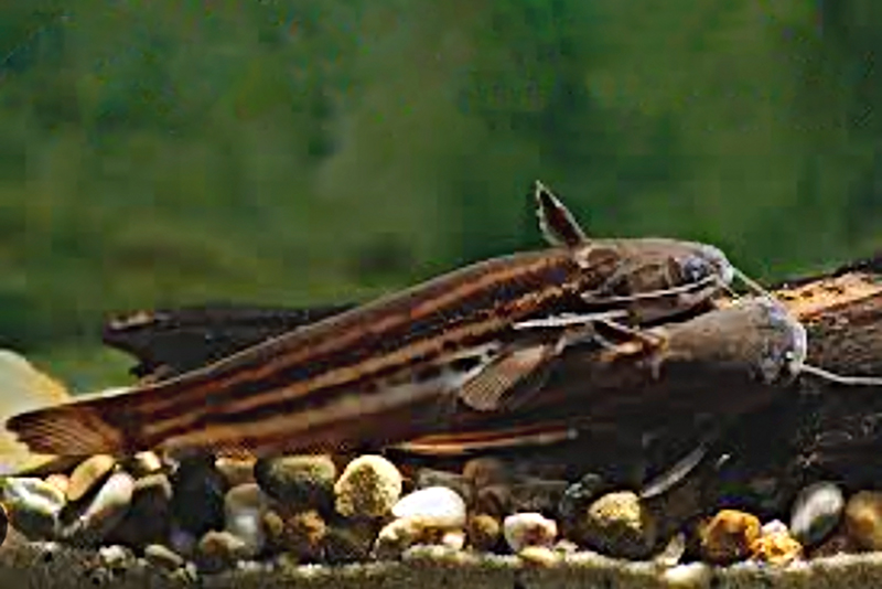 Полосатый сом (Trachelyopterichthys taeniatus) содержание и размножение в условиях домашнего аквариума