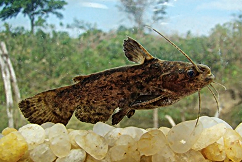 Сомик-голиаф (Trachelyopterus galeatus) содержание и размножение в условиях домашнего аквариума