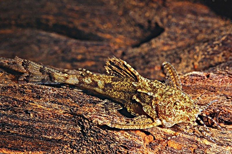 Эретистес джордона (Erethistes jerdoni) содержание и размножение в условиях домашнего аквариума