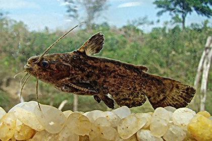 Представители рода Trachelyopterus, чаще других содержащиеся в домашних аквариумах