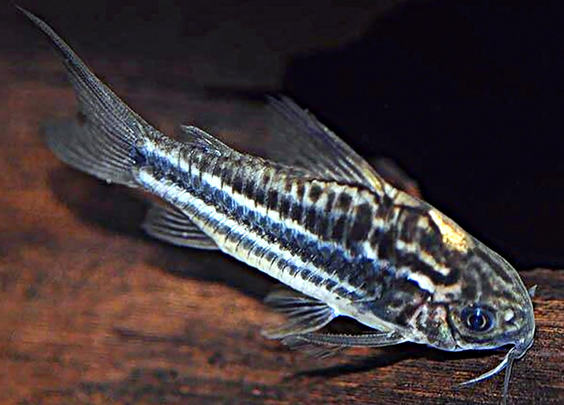 Коридорас боливийский (Corydoras bilineatus) содержание и размножение в условиях домашнего аквариума