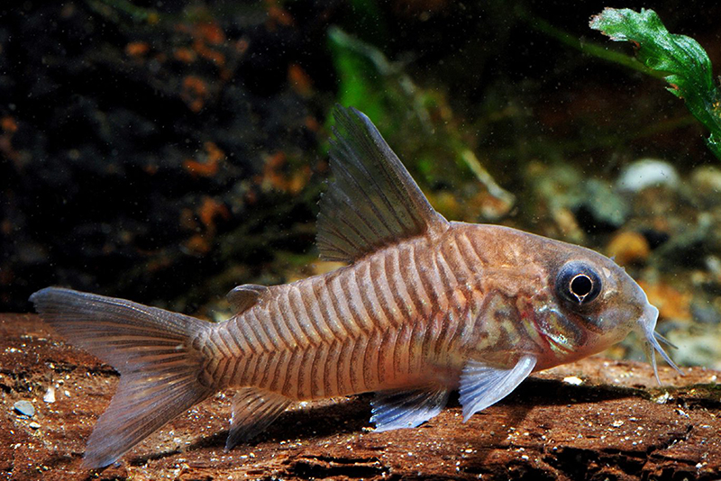 Коридорас гвианский (Corydoras guianensis) содержание и размножение в условиях домашнего аквариума