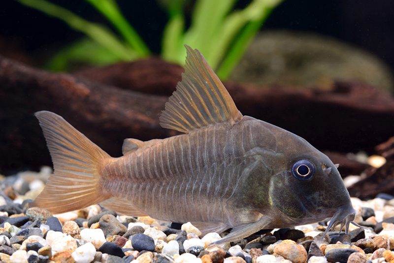 Коридорас конколор (Corydoras concolor) содержания и размножение в условиях домашнего аквариума