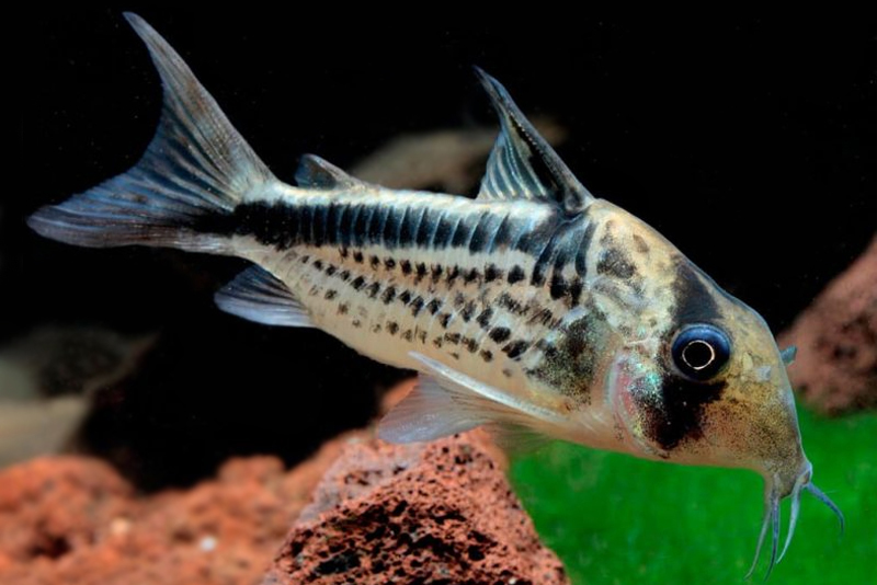 Коридорас косополосый (Corydoras loxozonus) содержание и размножение в условиях домашнего аквариума