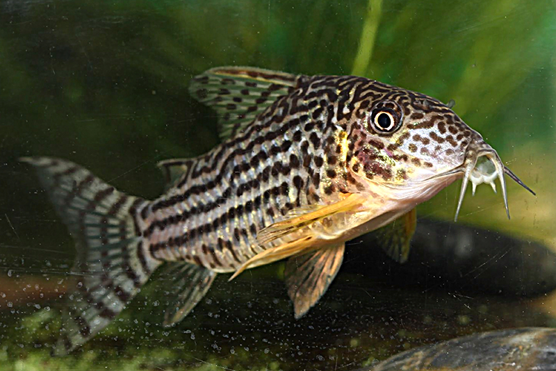 Коридорас мозаичный (Corydoras haraldschultzi) содержание и размножение в домашнем аквариуме