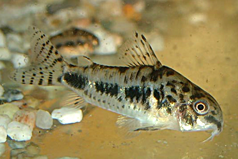 Коридорас нежный (Corydoras habrosus) содержание и размножение в условиях домашнего аквариума