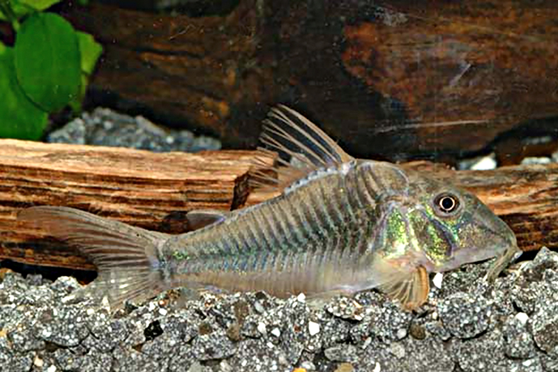 Коридорас эллис (Corydoras ellisae) содержание и размножение в условиях домашнего аквариума