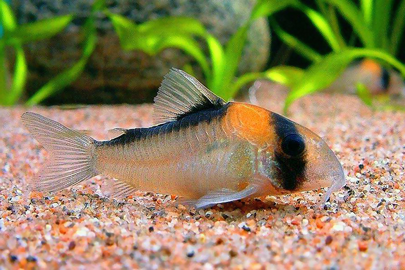 Коридорас Адольфа (Corydoras adolfoi) содержание и размножение в условиях домашнего аквариума