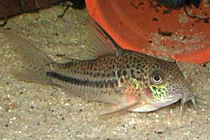 Коридорас Бонда (Corydoras bondi) содержание и размножение в условиях домашнего аквариума