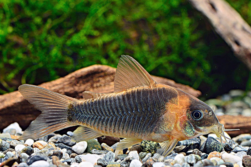 Коридорас эквес (Corydoras eques) содержание и размножение в условиях домашнего аквариума