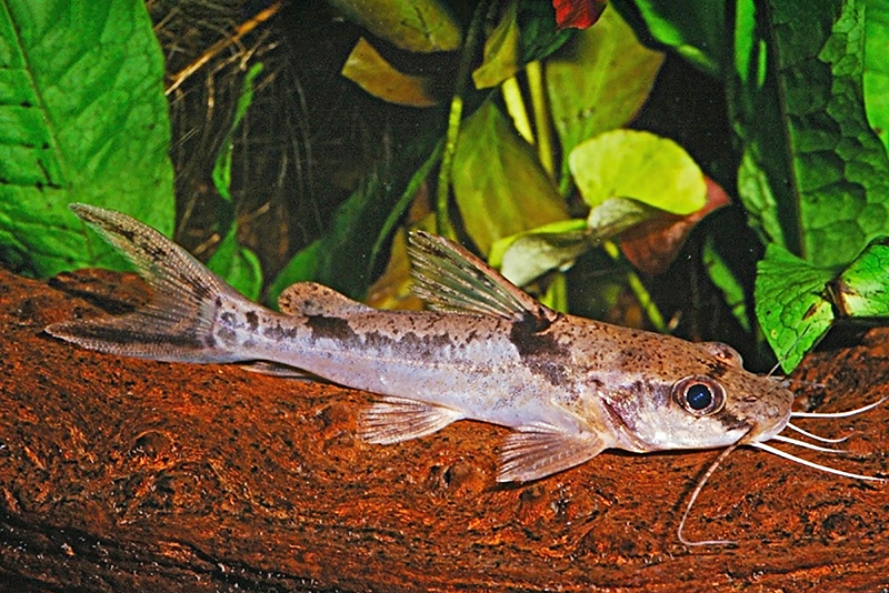 Мраморный хризихтис (Chrysichthys ornatus) содержание и размножение в условиях домашнего аквариума