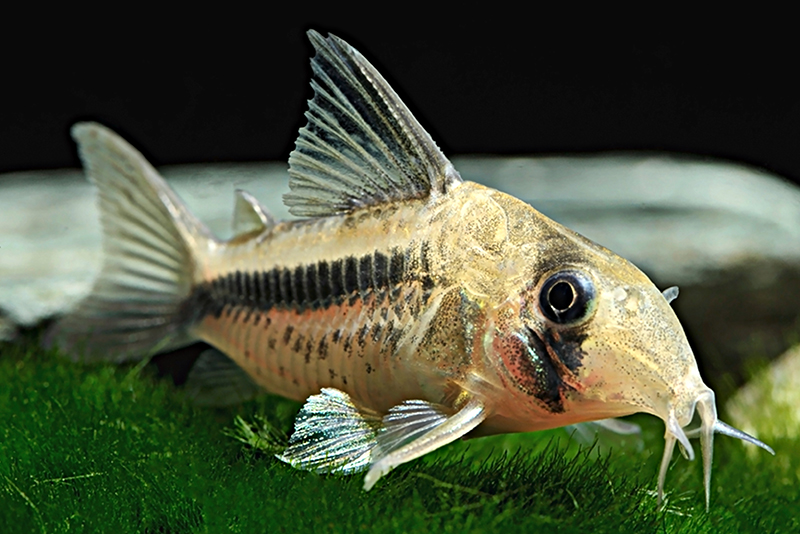 Сомик Аксельрода (Corydoras axelrodi) содержание и размножение в условиях домашнего аквариума